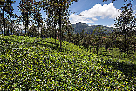 茶,植物,山茶,高地,培育,工厂,中央省,斯里兰卡,亚洲