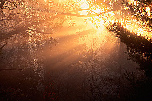 太阳,树,早晨,雾气,安大略省,加拿大