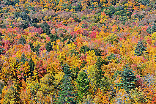 秋日树林,抽象,背景,佛蒙特州