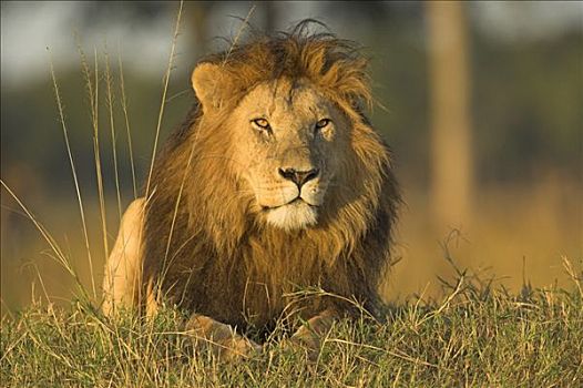 非洲狮,狮子,马赛马拉国家保护区,肯尼亚