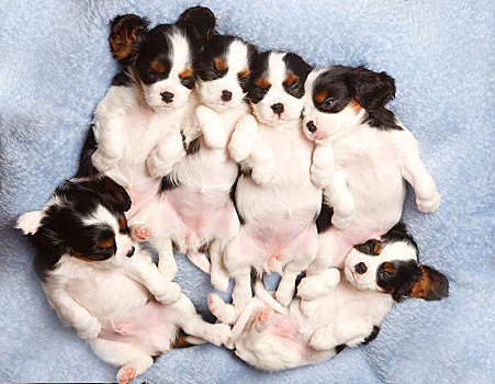 查尔斯王犬,小狗,三种颜色,6星期大,睡觉,伸展,室外,背影,毯子