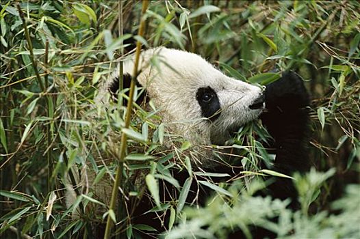 大熊猫,大拇指,吃,竹子,卧龙自然保护区,中国,研究中心