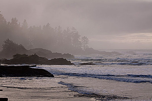 阳光,薄雾,超现实,风景,环太平洋国家公园,温哥华岛,不列颠哥伦比亚省