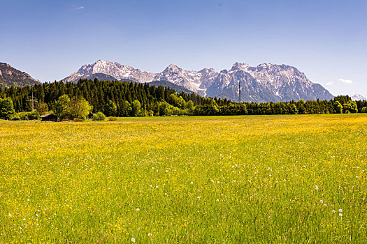 草地,阿尔卑斯山,巴伐利亚