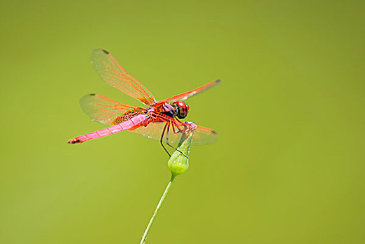 红色,蜻蜓,雄性