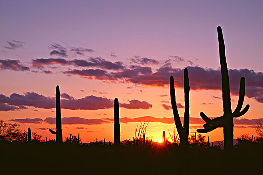 美国,亚利桑那,萨瓜罗国家公园,树形仙人掌,剪影,日落,图森,山,大幅,尺寸