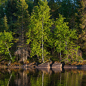 茂密,绿色,树,边缘,湖,木,安大略省,加拿大