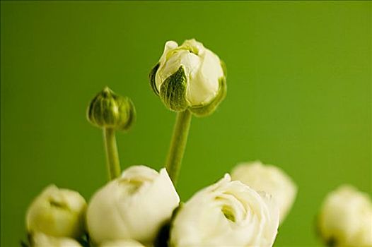 白花,绿色背景