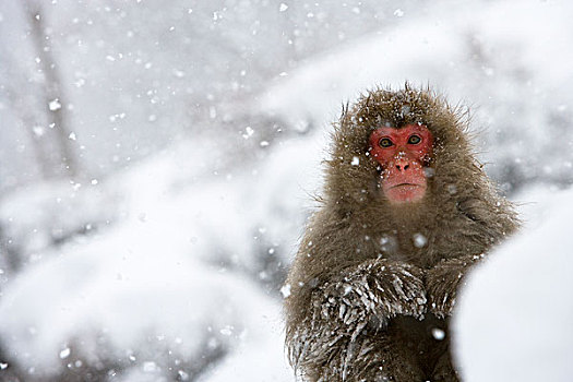 日本猕猴,雪猴,冬天,风景,日本