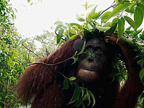 猩猩,黑猩猩,枝条,蔽护,雨,婆罗洲,马来西亚