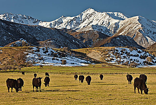 家牛,放牧,河谷,坎特伯雷,新西兰
