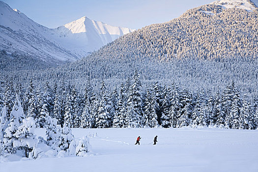 伴侣,越野滑雪,雪盖,草地,围绕,云杉,楚加奇山,靠近,阿拉斯加