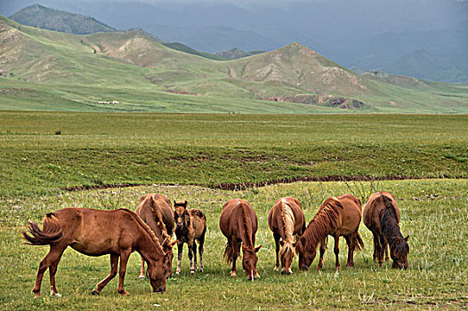 蒙古,马,草原
