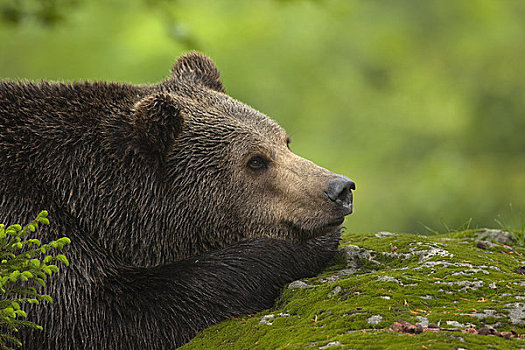 雄性,棕熊,巴伐利亚森林国家公园,巴伐利亚,德国