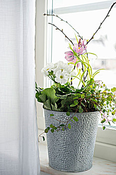 德国,樱草花,头部,贝母属植物,窗台