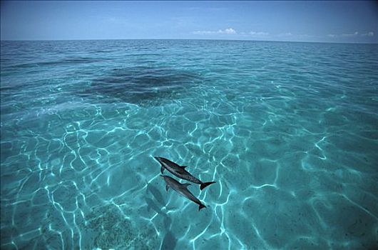 大西洋点斑原海豚,花斑原海豚,一对,游泳,清水,巴哈马,加勒比海