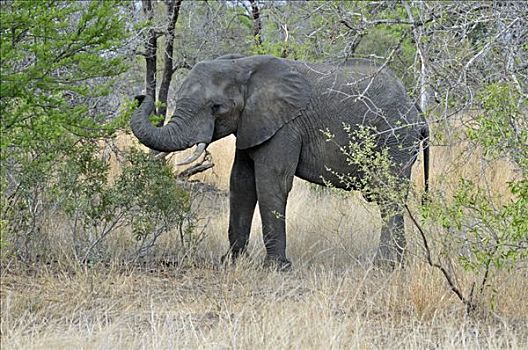非洲,灌木,大象,非洲象,克鲁格国家公园,南非