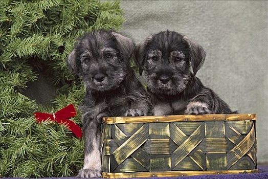 髯狗,狗,两个,小狗,篮子,旁侧,圣诞花环