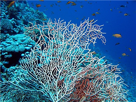 珊瑚礁,漂亮,仰视,热带,海洋,蓝色背景,水,背景