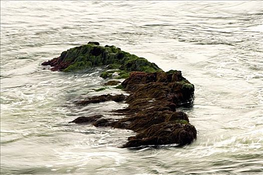 俯拍,岩石构造,海中,礁石,圣地亚哥湾,加利福尼亚,美国
