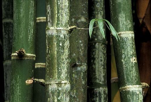 竹子,哥斯达黎加,中美洲