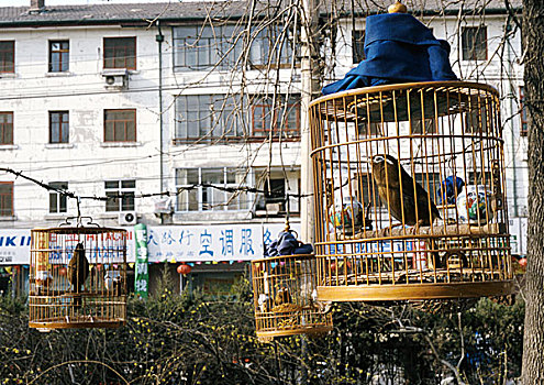 中国,北京,笼子,鸟,公园