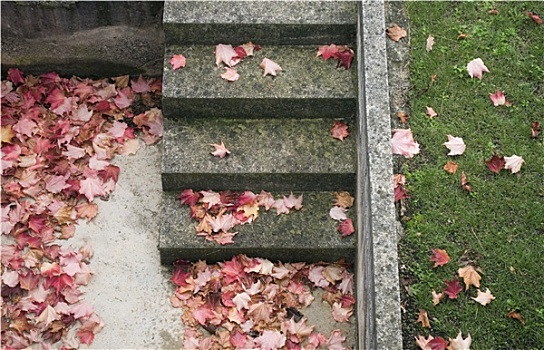 落叶,水泥,台阶