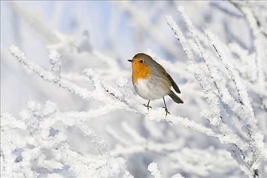 知更鸟,积雪,枝条,荷兰