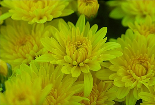 黄色,菊花,花