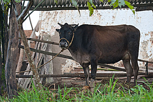 公牛,脱落,普那卡,山谷,地区,不丹