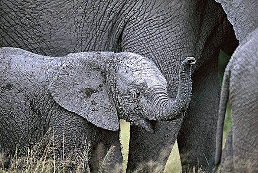 非洲象,幼兽,嗅,空气,乔贝国家公园,博茨瓦纳