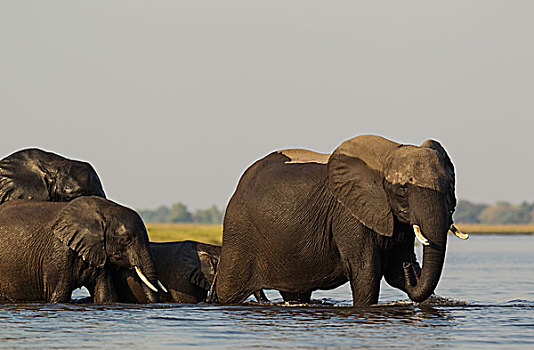 非洲象,饲养,牧群,穿过,乔贝,河,乔贝国家公园,博茨瓦纳,非洲