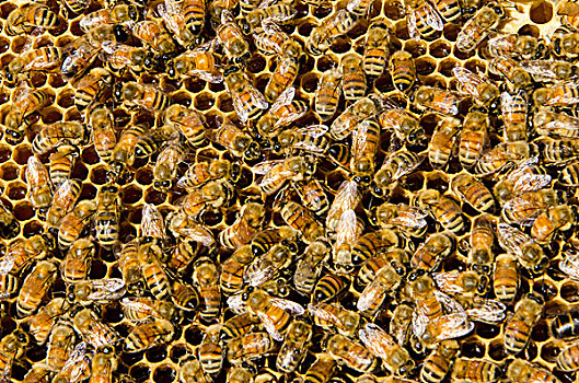 蜜蜂,蜂蜜,农场,科隆那,不列颠哥伦比亚省,加拿大