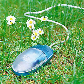 电脑鼠标,草地,靠近,花