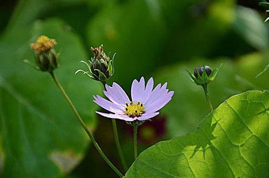 头状花序