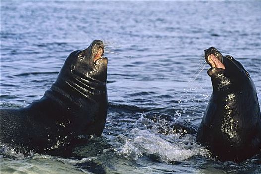 加拉帕戈斯,海狮,加拉帕戈斯海狮,两个,雄性动物,争斗,领土,岛屿,加拉帕戈斯群岛,厄瓜多尔