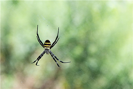 金蛛属,蜘蛛,韩国