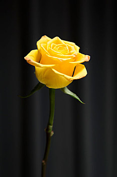 一支盛开的黄色玫瑰花