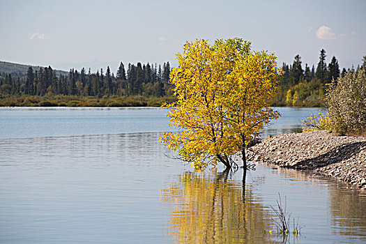 树,秋色,浅水,靠近,岸边,反射,平和,水