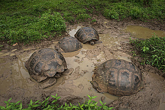 加拉帕戈斯巨龟,圣克鲁斯岛,加拉帕戈斯群岛,厄瓜多尔