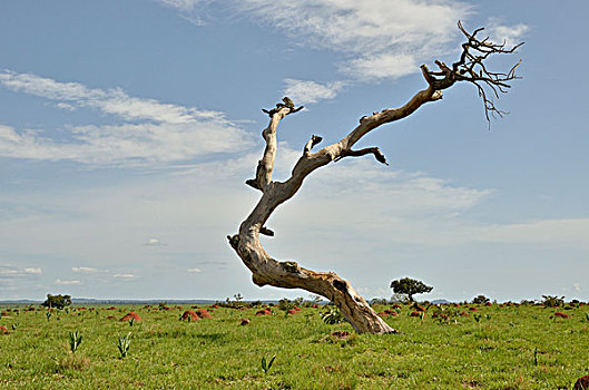 死,树,靠近,喀麦隆,中非,非洲