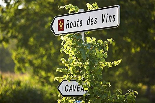 葡萄酒,路线,法国