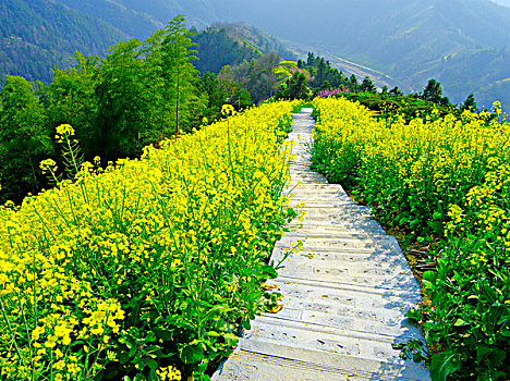 风景