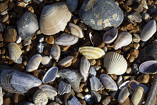 海滩,壳,鹅卵石