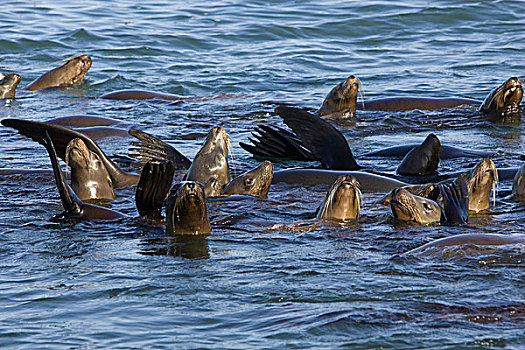 加州海狮,群,脚蹼,室外,水,蒙特利湾,加利福尼亚