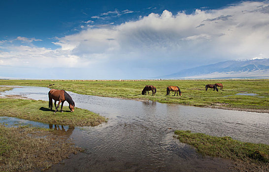 新疆哈密巴里坤草原湿地