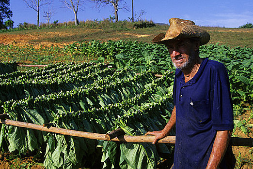 古巴,烟草,地点,弄干,农民