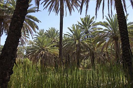 棕榈树,国家公园,区域,西澳大利亚