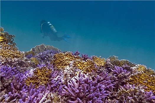珊瑚礁,紫色,珊瑚,黄色,潜水,热带,海洋