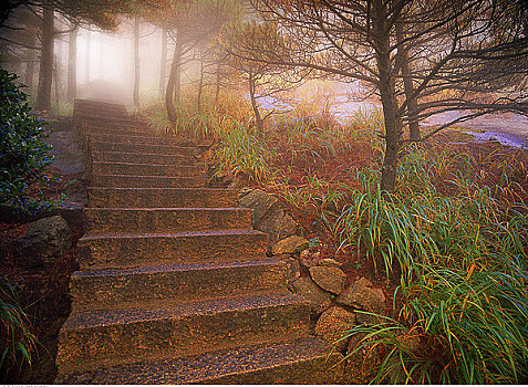 楼梯,叶子,雾,黄山,安徽,中国